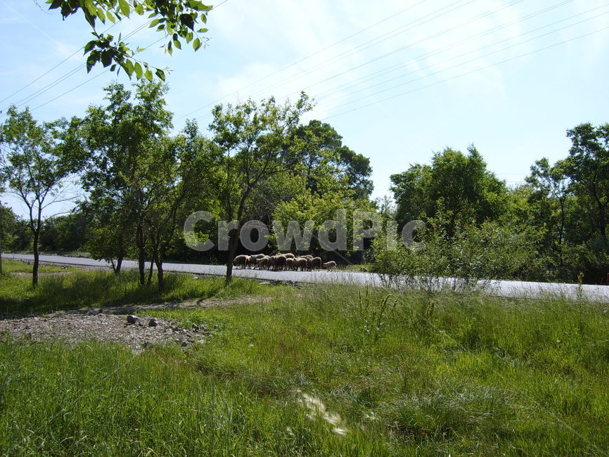 러시아,양때들,초록풍경,시골풍경,여름,자연,풍경,nature,landscape,grassland,목초지,outdoors,옥외,field,들