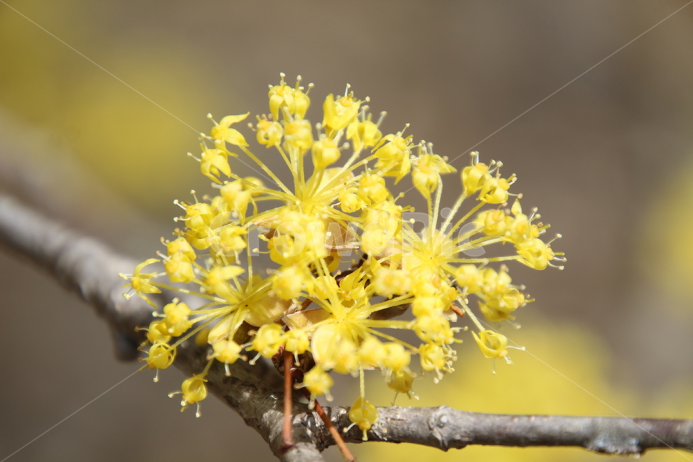 산수유,꽃,층층나무,식물,구례산수유축제,봄,계절,spring,season,식물,자연,plants,nature,꽃,flower,plant,blossom
