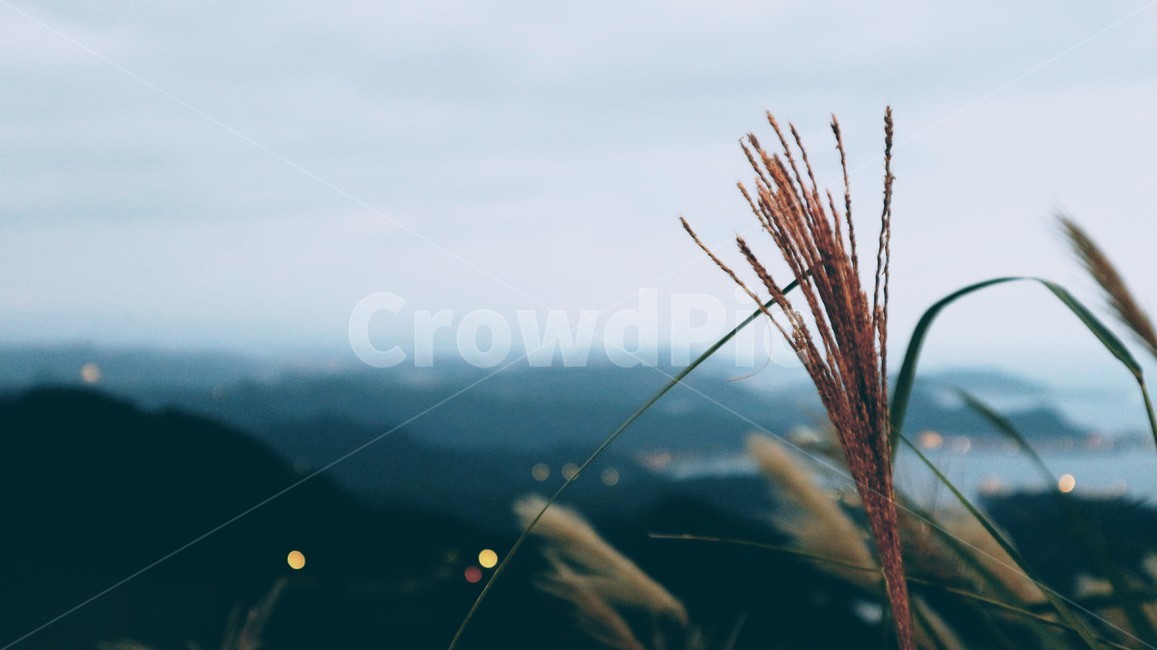 잔디,식물,갈대,바다,산,배경,풍경,여유,부드러움,가을,계절,fall,autumn,season