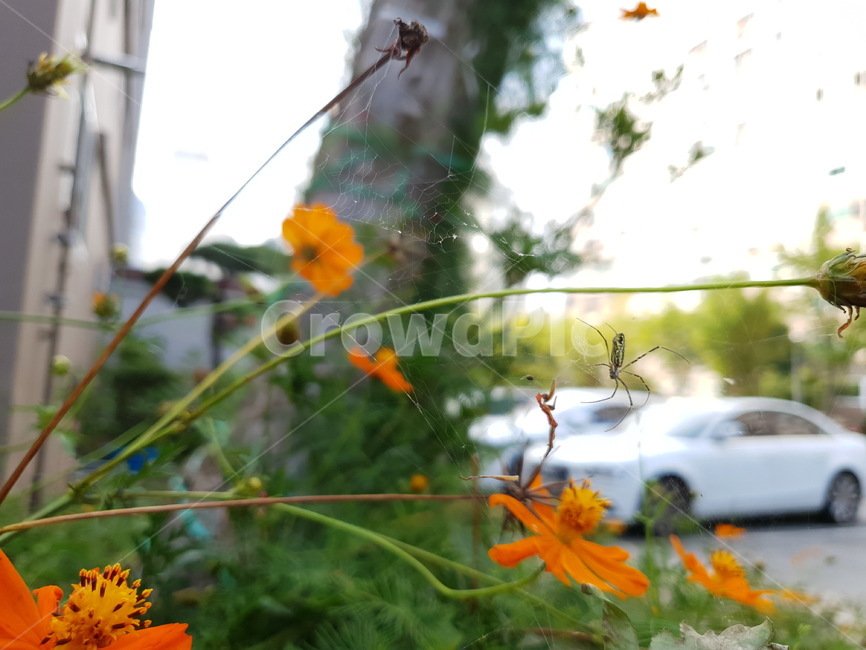 꽃,flower,가을,코스모스,황화코스모스,식물,자연,plants,nature,꽃,flower