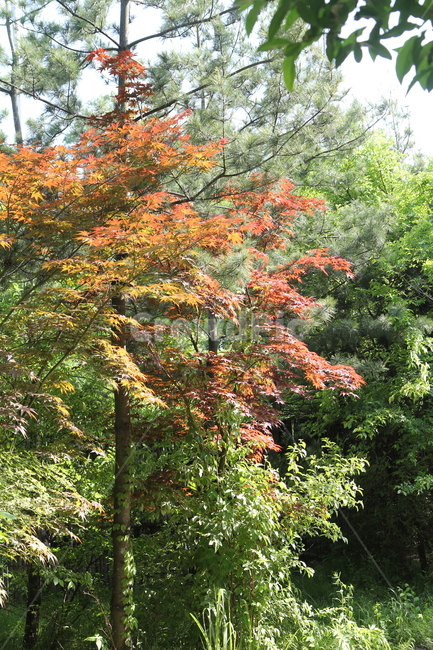 꽃,식물,풀,잎,자연,숲,봄,자연,풍경,nature,landscape,tree,나무,plant,maple,단풍