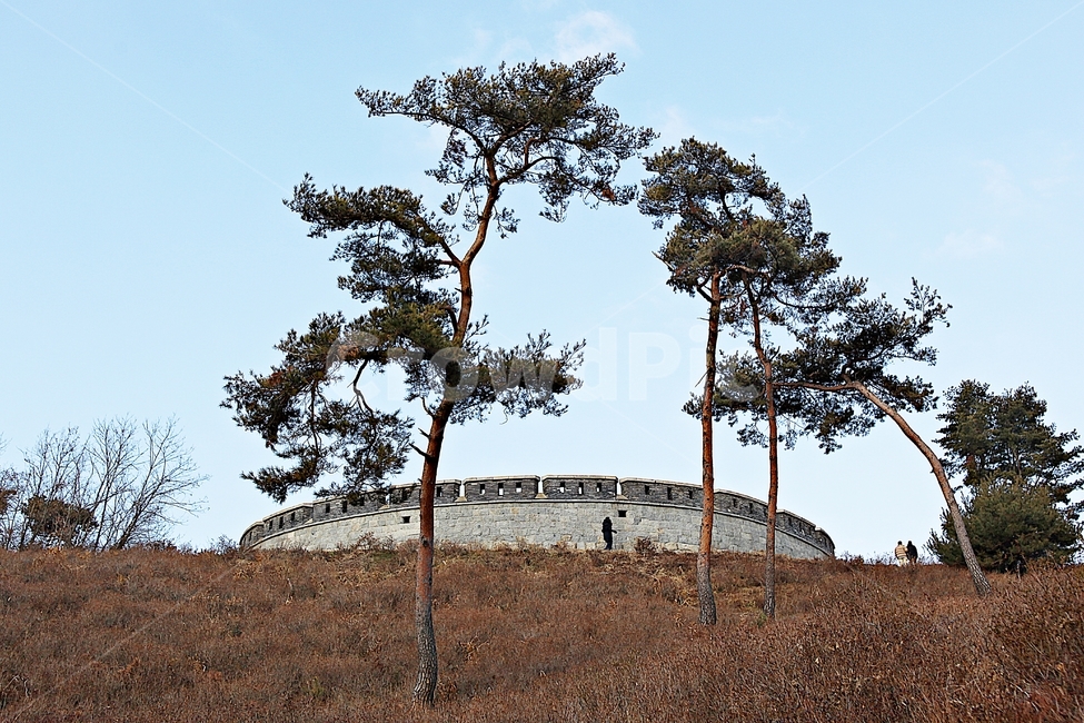 광성보,손돌매돈대,진,성곽,담,돌담,겨울,자연,식물