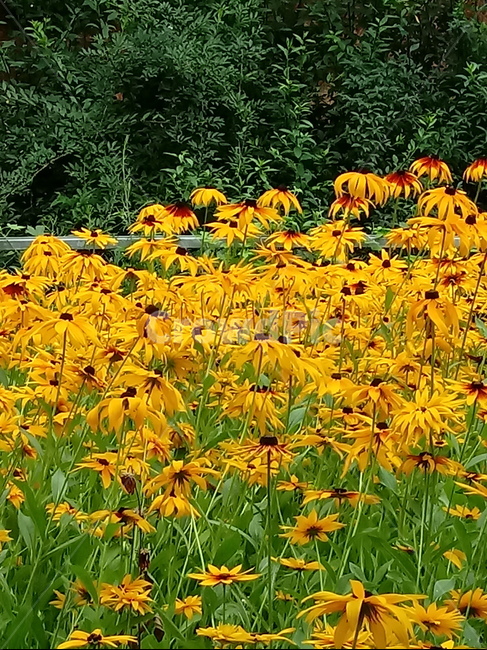 루드베키아,coneflower,노란색꽃,식물,천인국,꽃