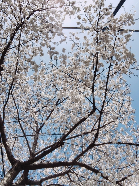 벚꽃,cherryblossom,나무,하늘,나뭇가지,sky