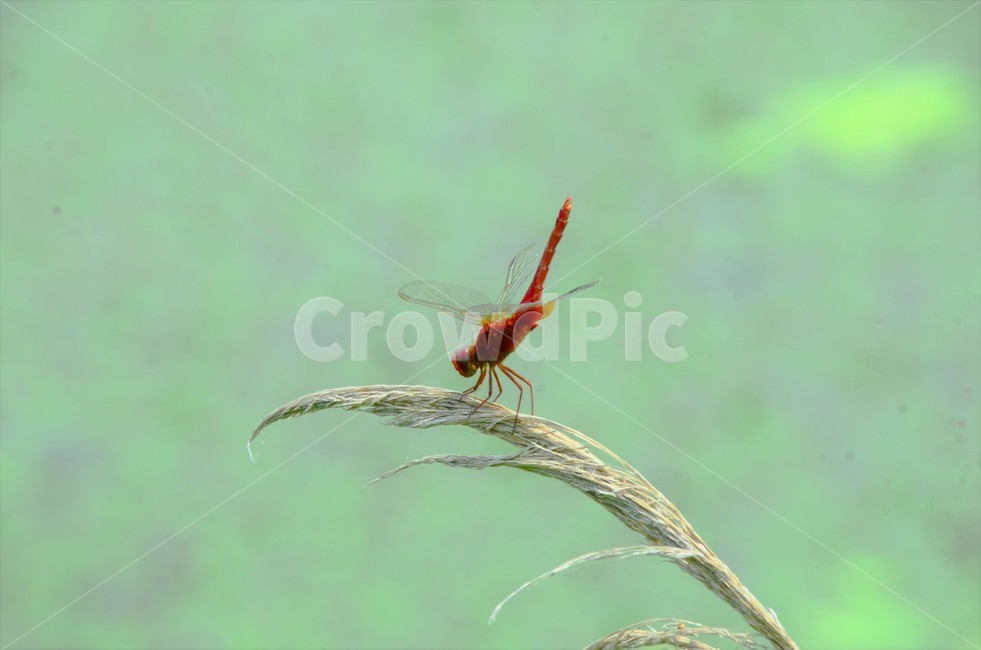 고추잠자리,고추잠자리수컷,잠자리과,수서곤충,자연,동물,animal,곤충,벌레,insect,bug