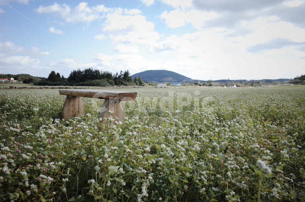 field,들,nature,자연,flower,blossom,plant,식물,메밀꽃,white,whiteflower,흰,하얀,흰꽃,하얀꽃,sky,하늘,cloud,구름,blue,green,들판,푸른,파란,초록,벤치,bench