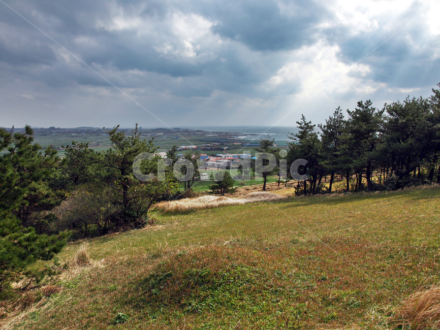 수월봉,올레12코스,올레길,제주,서귀포시,자연,풍경,nature,landscape,plant,식물,tree,나무,fir,전나무,outdoors,옥외