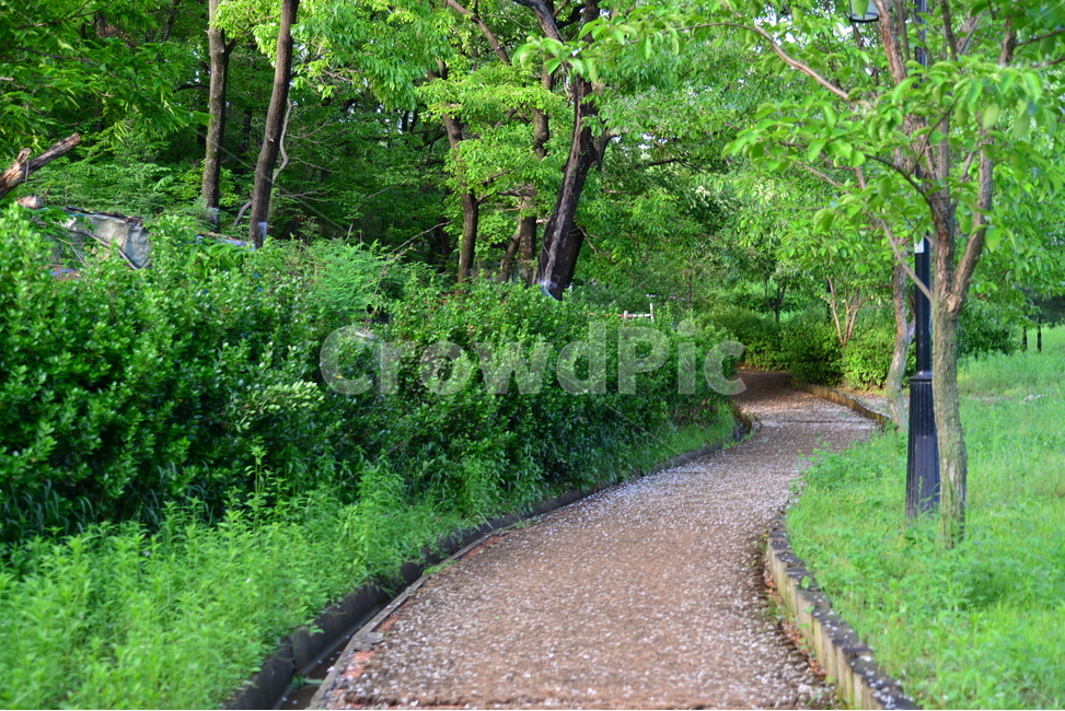 산책로,습지공원,동네공원,일산,안곡습지공원,자연,풍경,nature,landscape,road,도로,gravel,자갈,dirt road,흙길