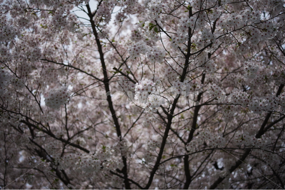봄,벚꽃,봄꽃,꽃잎,꽃,자연,배경화면,바탕화면,계절,nature,beauty,beautiful,cherryblossom,spring,season,springflower,petal,sakura,light,background,flower,floral,flora,봄,계절,spring,season,식물,자연,plants,nature,꽃,flower,plant,blossom,cherry blossom