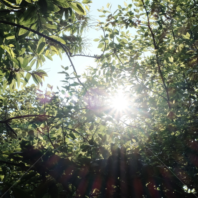 숲,태양,여름,봄,햇살,자연,풍경,nature,landscape,휴식,힐링,rest,relaxation,healing,light,빛,flare,플레어