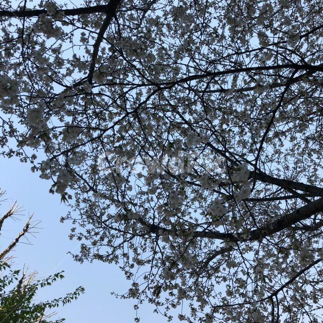 벚꽃,벚꽃나무,벚나무,cherryblossoms,나무,하늘,tree,sky,blossoms