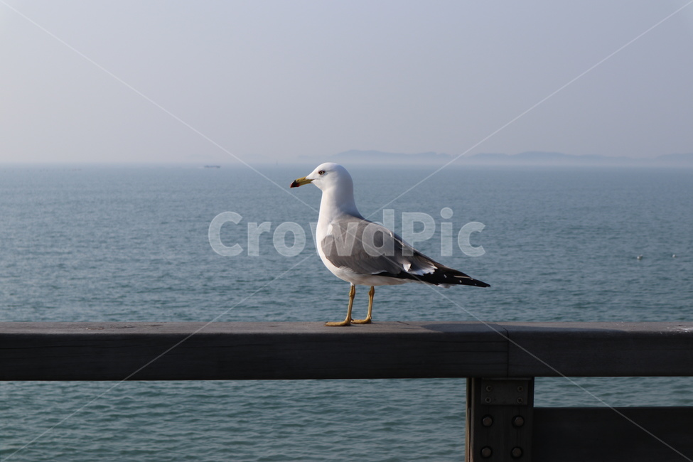 갈매기,새,조류,seagull,제부도,동물,animal,조류,새,birds