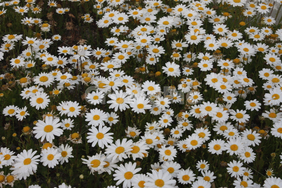 꽃,flower,봄,들꽃,자연,숲
