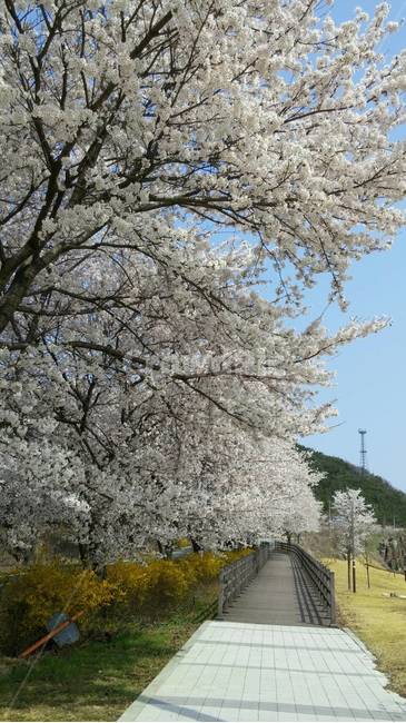 봄,벚꽃,산책로,산책,개나리