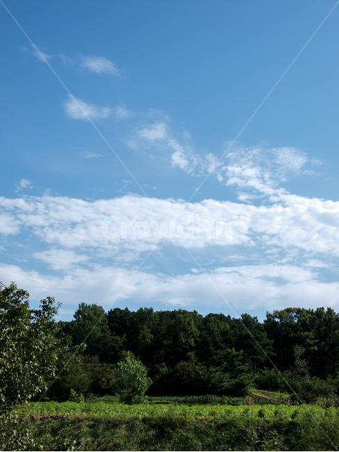 전원,녹지,여름,풍경,contryside,greenfield,summer,landscape,자연,풍경,nature,landscape,weather,날씨,outdoors,옥외,cumulus,적운,sky,하늘,cloud,구름