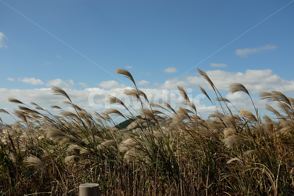 갈대,가을,갈대밭,가을풍경,가을하늘,가을,계절,fall,autumn,season,자연,풍경,nature,landscape,plant,식물,grass,잔디,lawn