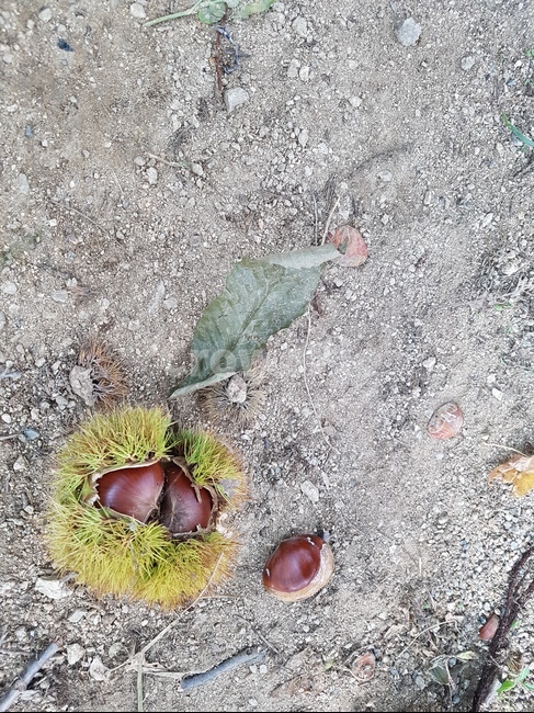 밤,열매,가을,바닥,chestnut