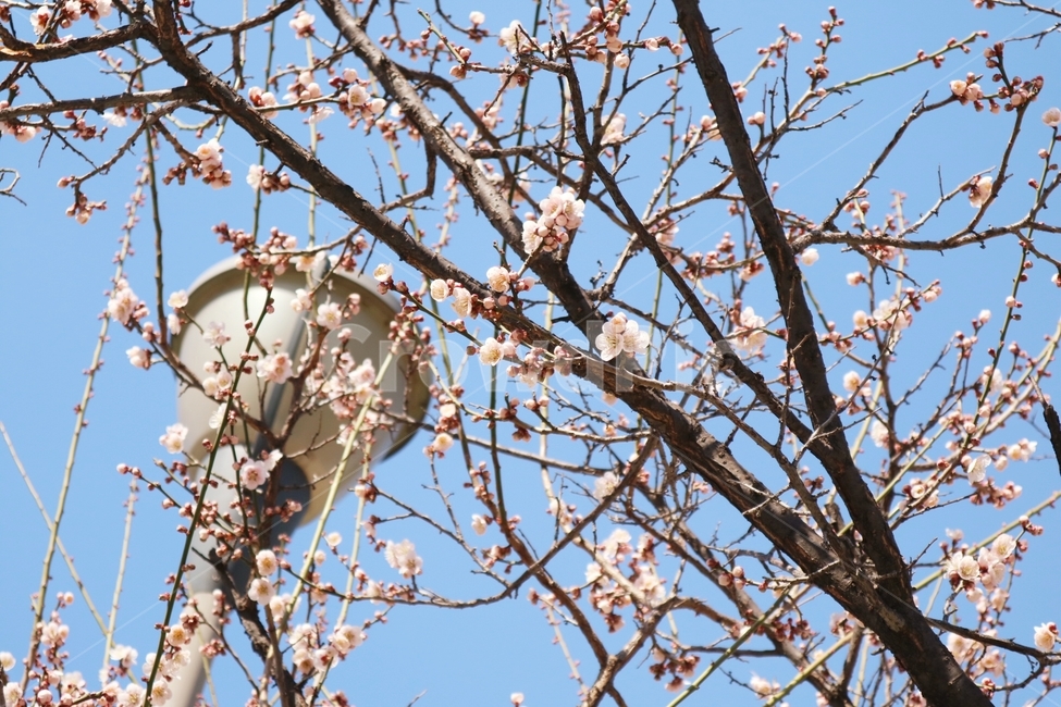 꽃,매화,봄,하늘,계절,가로등,plant,식물,하얀,흰색