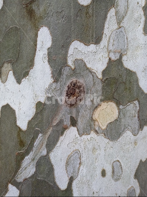 나무,나무껍질,나무표면,옹이,위장무늬,식물,tree,나무,trees,wood