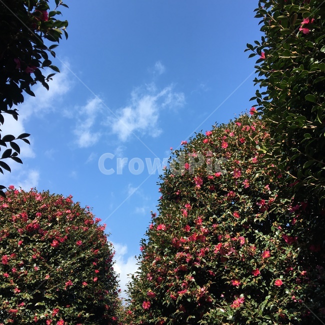 동백꽃,동백나무,자연,나무,겨울,식물,자연,plants,nature,꽃,flower