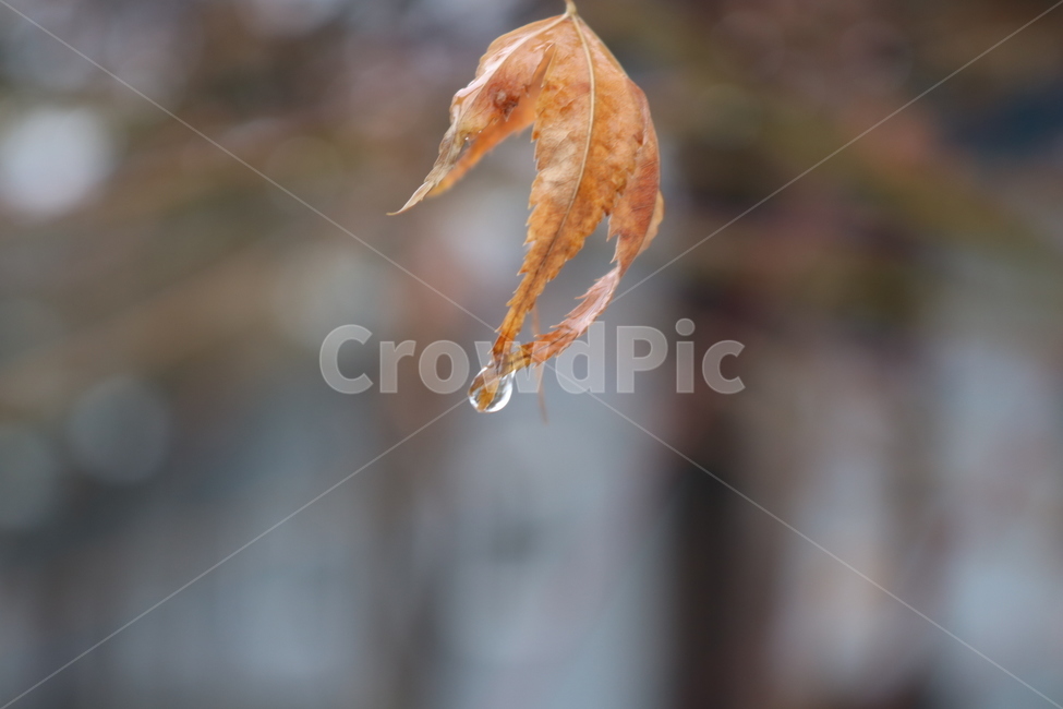 물방울,감성,식물,단풍,봄,배경,근접찰영,색감,자연,비,가을,계절,fall,autumn,season,plant,leaf,잎,nature,outdoors,옥외,ice,빙