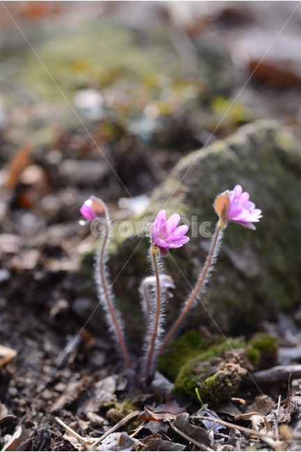 봄,꽃,봄꽃,노루귀,야생화,spring,flower,closeup,접사,근접촬영,봄,계절,spring,season,식물,자연,plants,nature,꽃,flower,plant