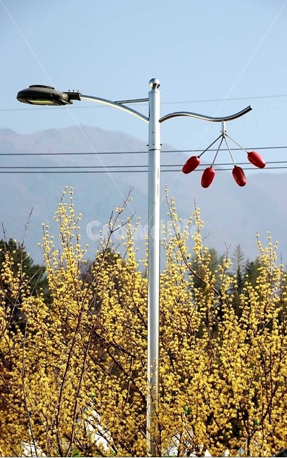 봄,꽃,산수유,노랑,구례,식물,자연,plants,nature,꽃,flower