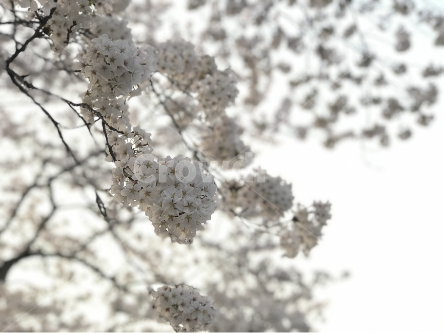 봄꽃,벚나무,봄,꽃,벚꽃,봄,계절,spring,season,식물,자연,plants,nature,꽃,flower,plant,blossom
