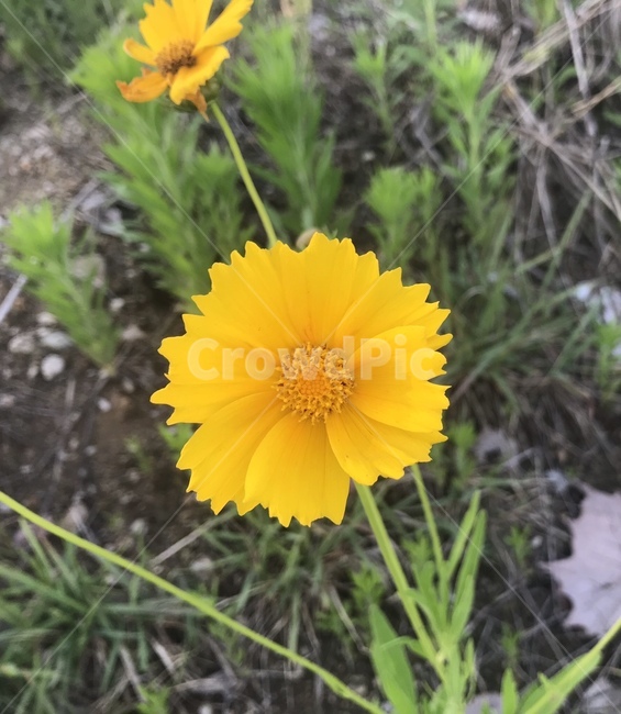 꽃,감성,노란색,자연,계절