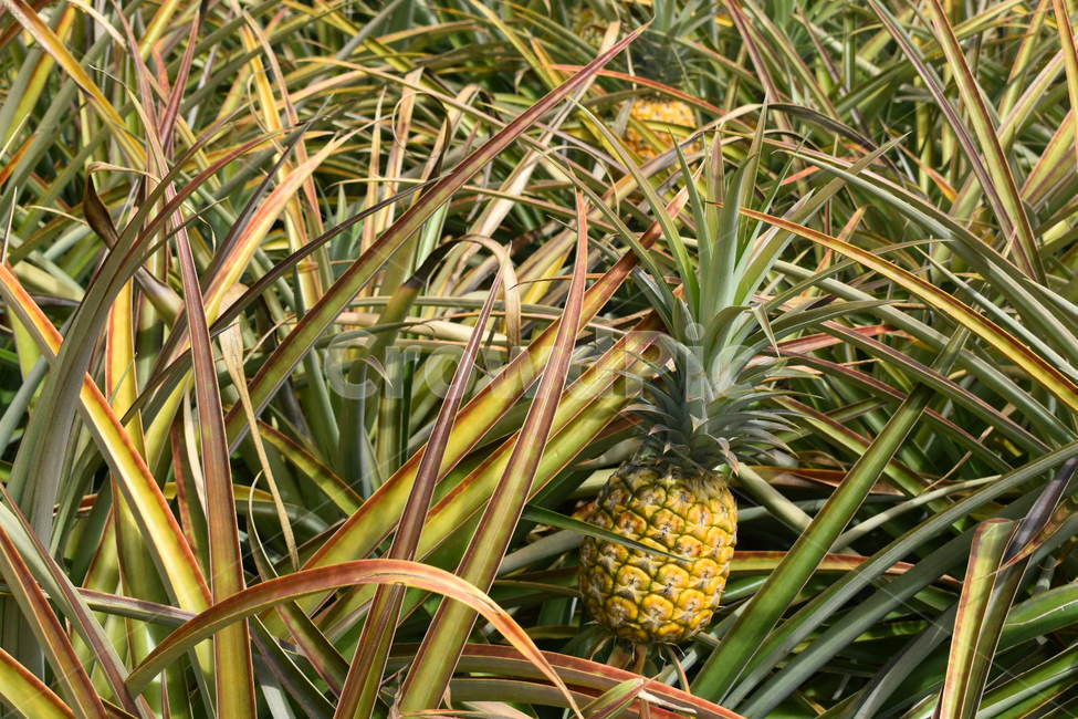 파인애플,파인애플농장,열대과일,pineapple,pineappleplantation
