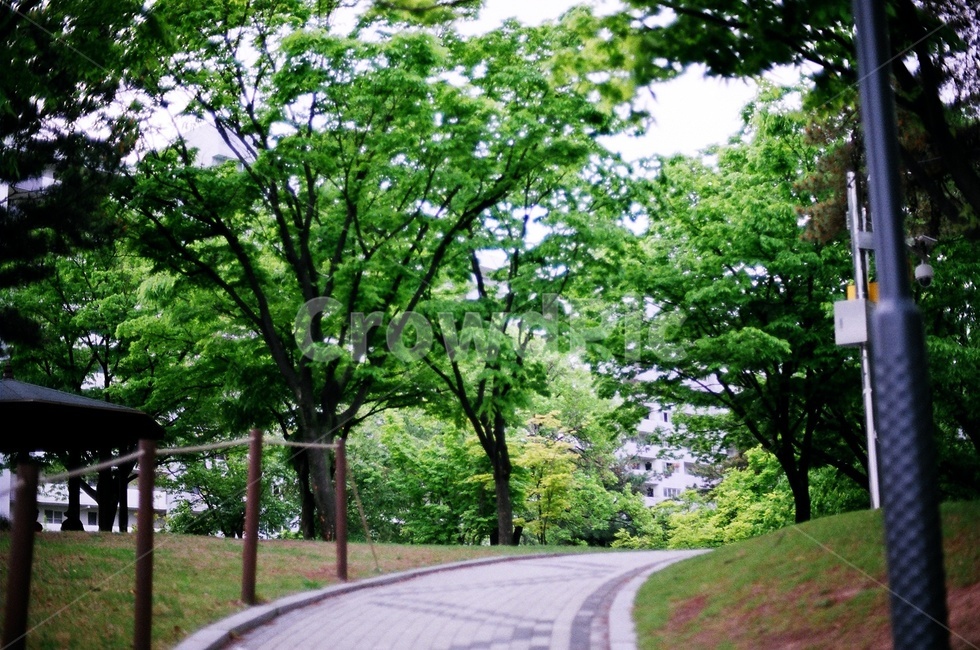 필름카메라,공원,나무,숲,여름