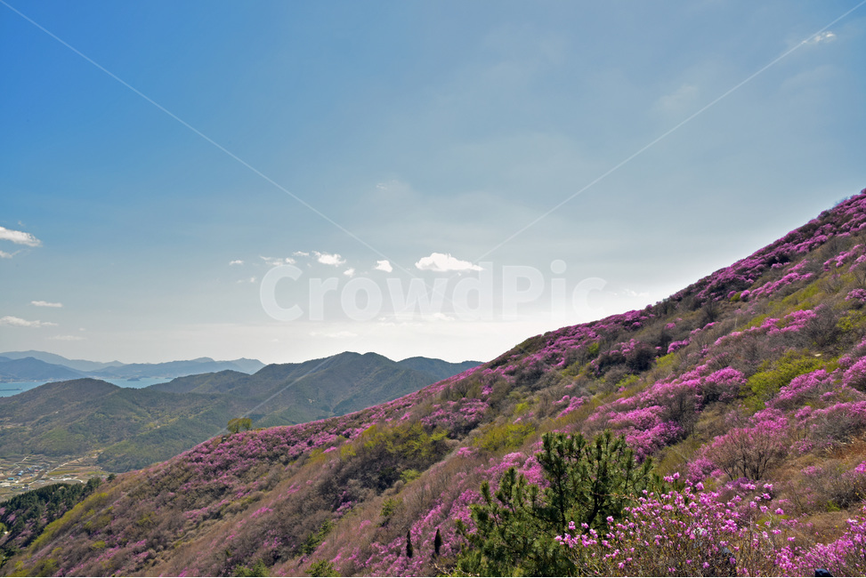 진달래,koreanrose,참꽃,두견화,만산홍,분홍색,봄,야생화,자연,풍경,nature,landscape,식물,plants,꽃,flower,slope,경사,outdoors,옥외