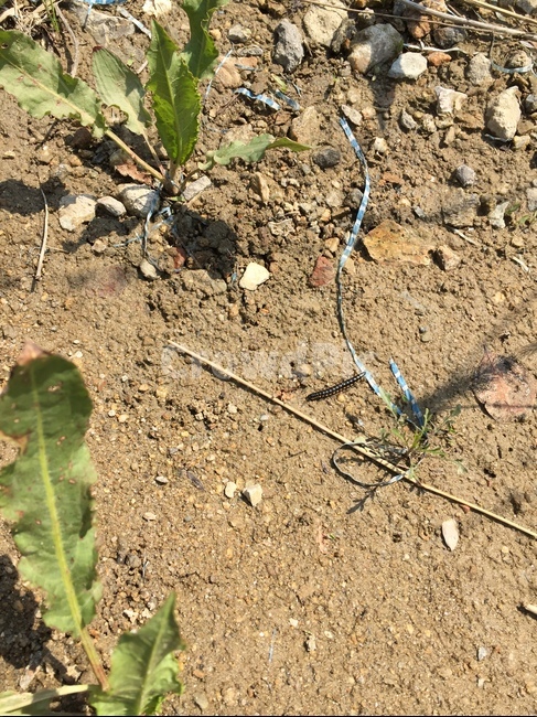생명,벌레,마른바닥,흙,힐링