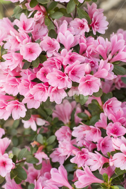 blossom,flower,꽃,geranium,제라늄,plant,식물,분홍색,봄,봄배경,작은꽃,많은