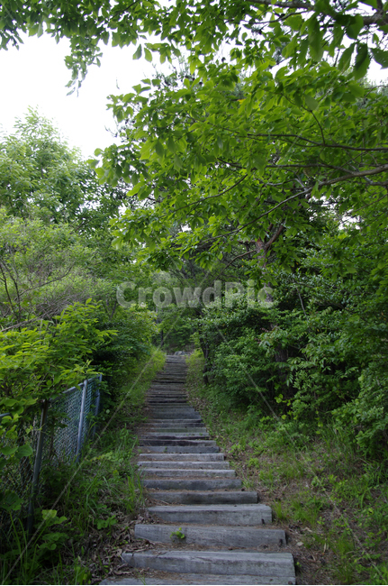 나무,길,숲,돌계단,식물,자연,풍경,nature,landscape,bridge,다리,boardwalk,산책로,building,건물,outdoors,옥외,path,통로