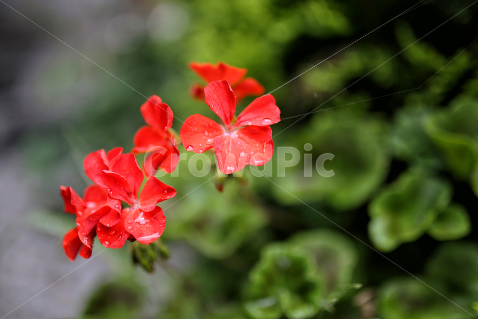 geranium,제라늄,flower,plant,식물,blossom,꽃