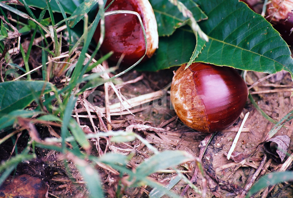 가을,밤,밤톨,밤나무,열매,과일,열매,fruit