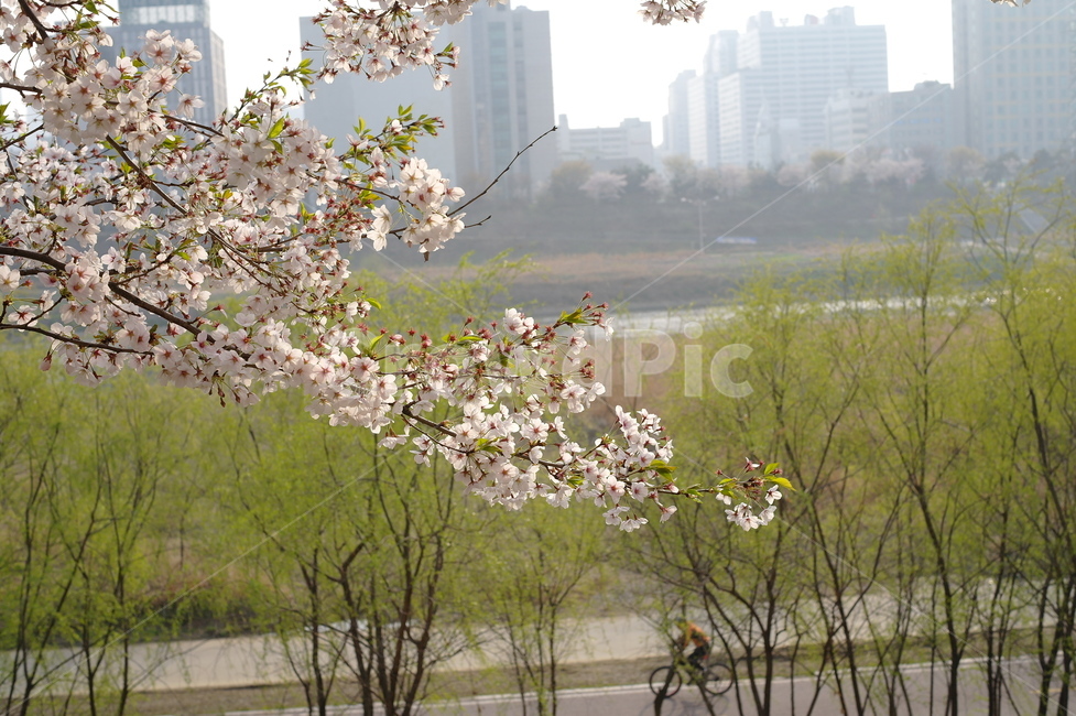 꽃,벚꽃,산책로,나무,flower,cherryblossom,자전거