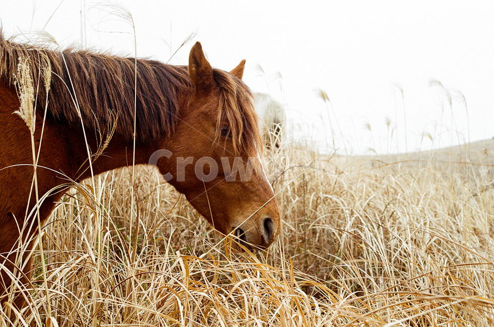 animal,동물,mammal,포유류,horse,말,제주도,필름사진,동물,animal,포유류,mammal
