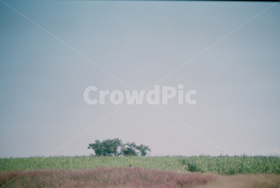 nature,자연,필름,film,필름사진,나무,tree,식물,꽃,flower