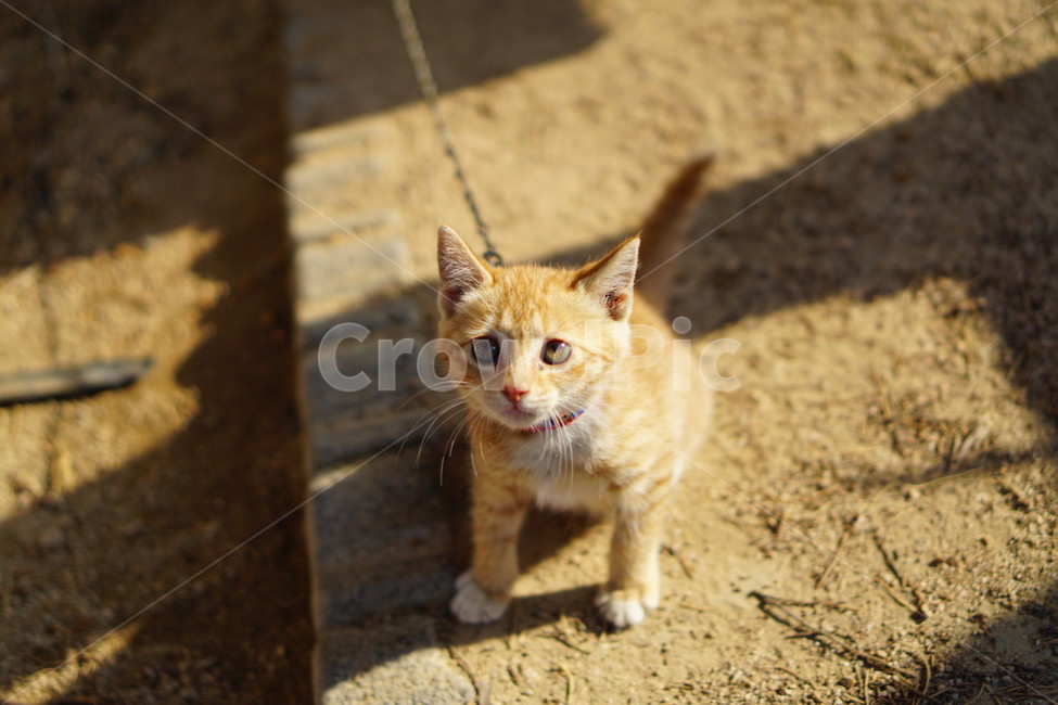 고양이,동물,아기고양이,태비,귀여움,동물,animal,포유류,mammal,고양이,cat,kitten,kitty