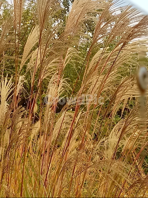 식물,갈대,plant,reed,다년생초본