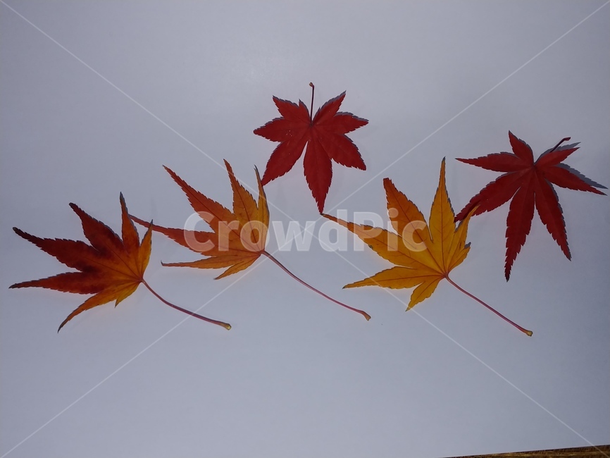 가을,단풍,나뭇잎,단풍잎,낙엽,잎,leaf,식물,나무