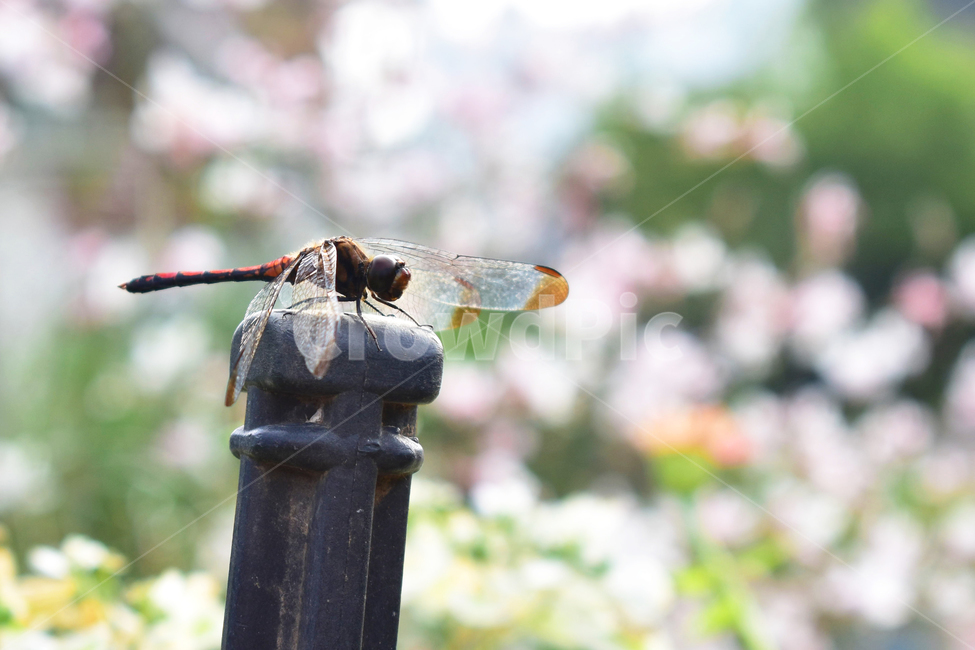 잠자리,insect,곤충,dragonfly,고추잠자리,가을,날개,쉬다,벌레,앉다,곤충,벌레,insect,bug