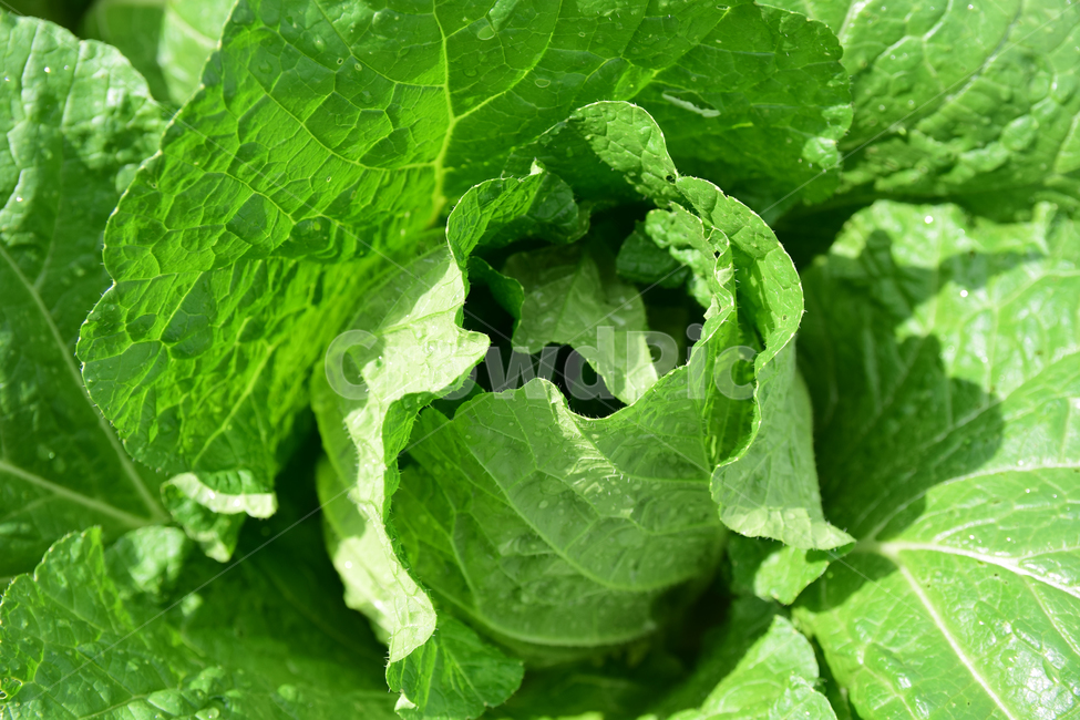 배추,배추잎,채소,김장배추,배추밭,배추농사,식물,야채,vegetable,cabbage,식물,자연,plants,nature