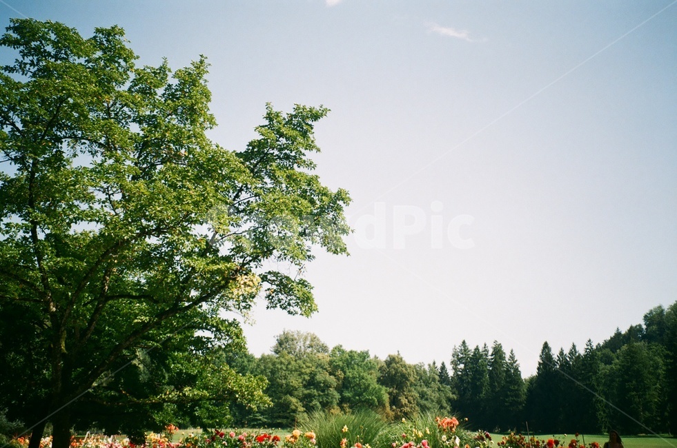 햇빛,초록색,오스트리아,자연,꽃,자연,풍경,nature,landscape,plant,식물,grass,잔디,tree,나무