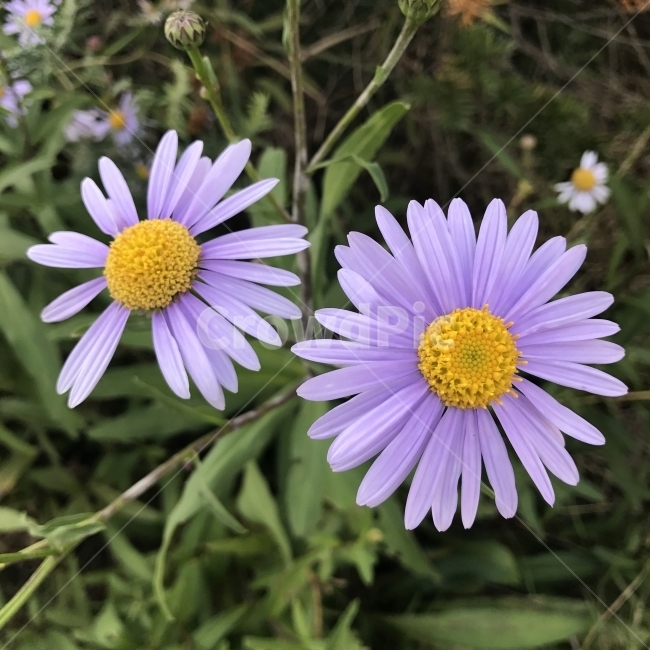 벌개미취,고려쑥부쟁이,별개미취,조선자원,KoreaDaisy,국화과,참취속,AsterkoraiensisNakai,자주색꽃,야생화,나물,식용,항균작용,약재,들풀,식물,꽃,Flower,식물,자연,plants,nature,꽃,flower