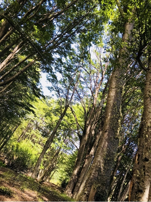 plant,식물,tree,나무,nature