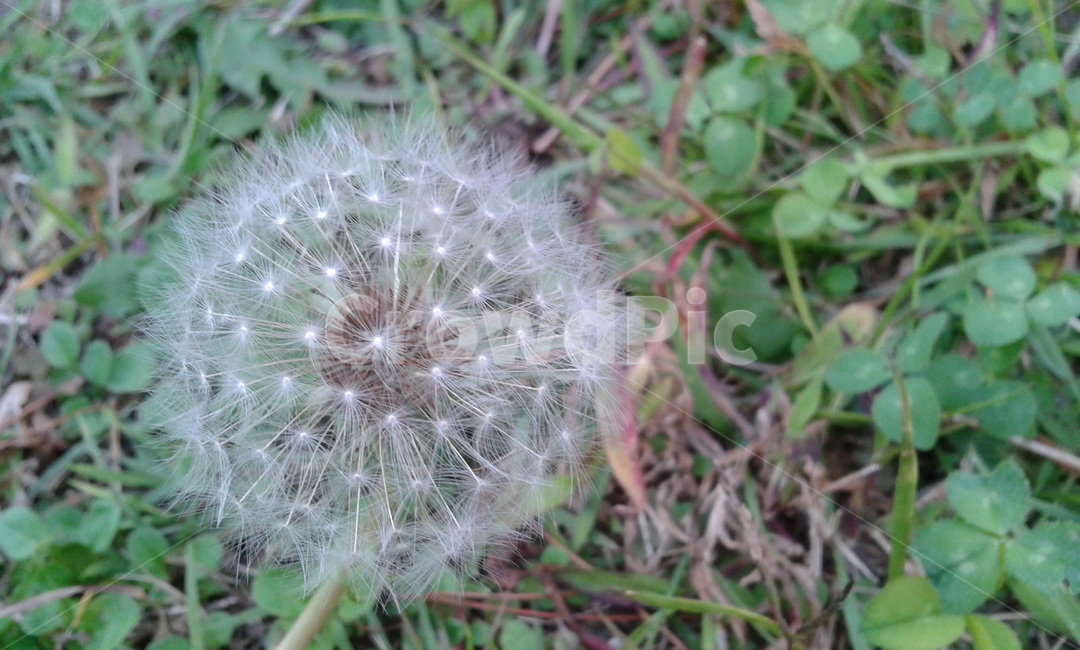 plant,식물,blossom,꽃,flower,민들레홀씨,식물,자연,plants,nature
