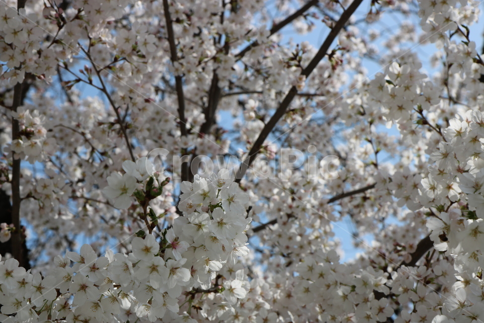 벛꽃,경주,꽃,봄,만개,아름다움,흰색,향기,4월,봄,계절,spring,season,식물,자연,plants,nature,꽃,flower,plant,blossom